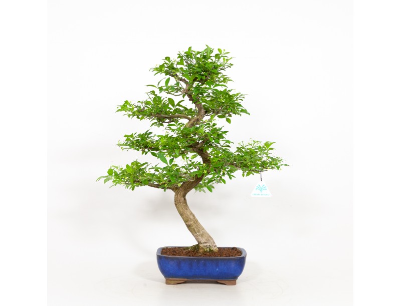 Euonymus - Fusain - 52 cm