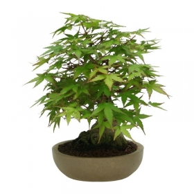 Acer palmatum - acero - 20 cm