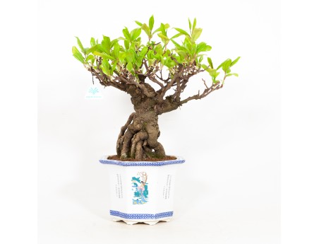 Kadsura japonica - 48 cm