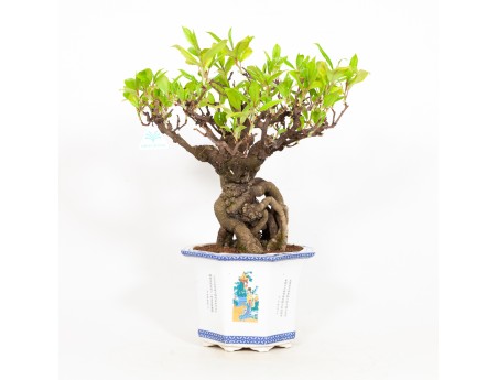 Kadsura japonica - 48 cm