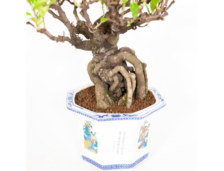 Kadsura japonica - 48 cm