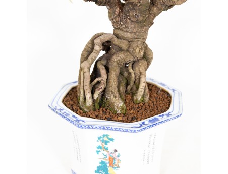 Kadsura japonica - 48 cm