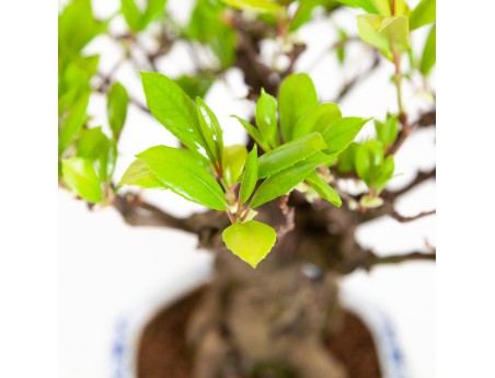 Kadsura japonica - 48 cm