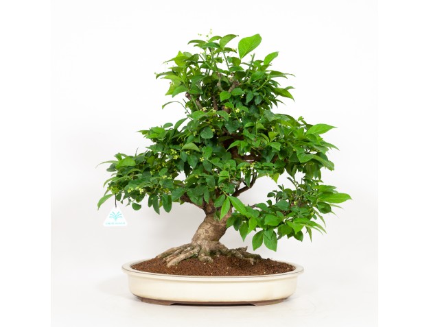 Euonymus - Evonymus - 48 cm