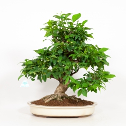 Euonymus - Fusain - 48 cm
