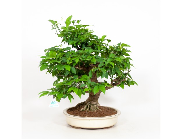 Euonymus - Fusain - 48 cm 2