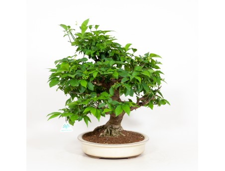 Euonymus - Evonymus - 48 cm