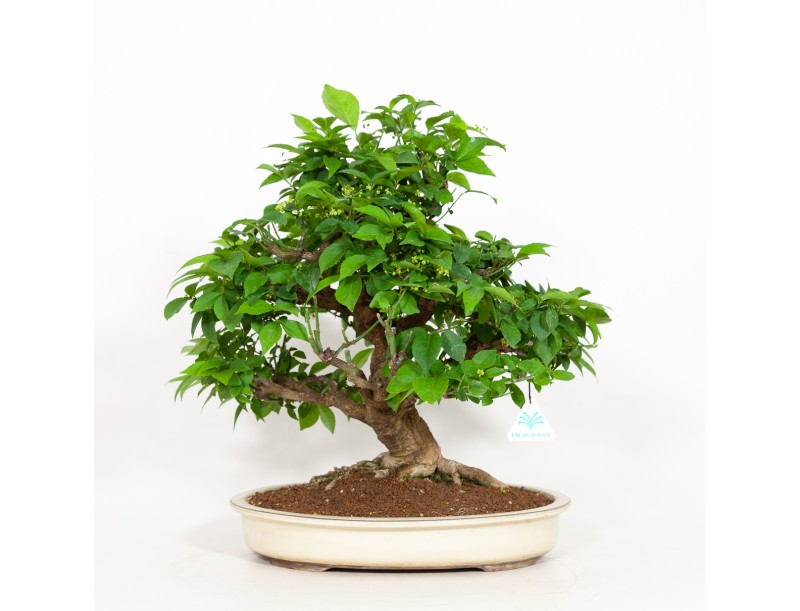 Euonymus - Fusain - 48 cm