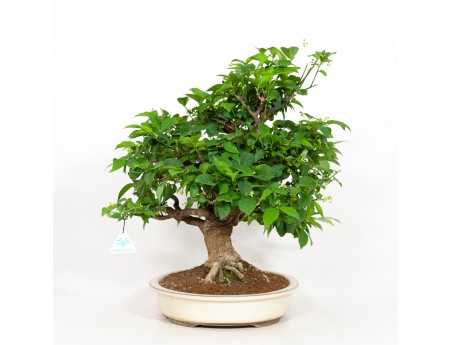 Euonymus - Evonimo - 48 cm