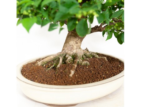 Euonymus - Evonimo - 48 cm