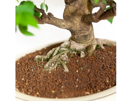 Euonymus - Fusain - 48 cm