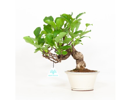 Celastrus orbiculatus - claustro oriental agridulce 27 cm