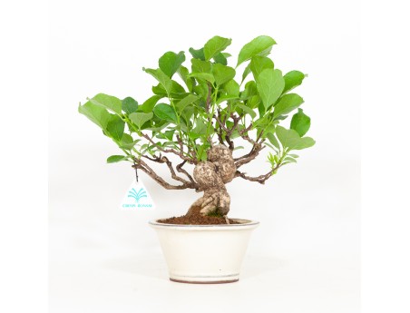 Celastrus orbiculatus - claustro oriental agridulce 27 cm