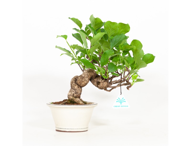 Celastrus orbiculatus - Boomwurger - 27 cm