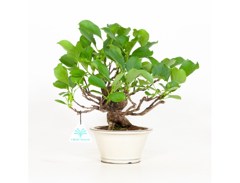 Celastrus orbiculatus - Boomwurger - 27 cm