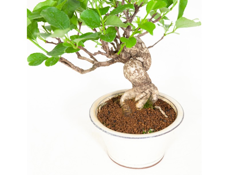 Celastrus orbiculatus - Boomwurger - 27 cm