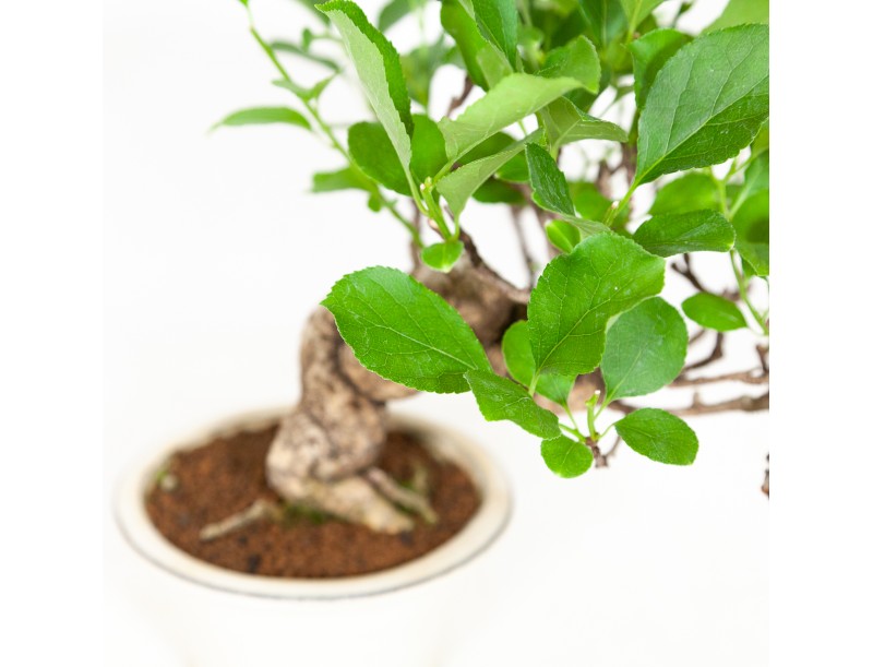 Celastrus orbiculatus - claustro oriental agridulce 27 cm