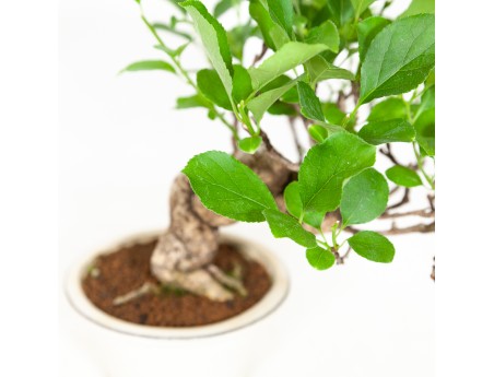 Celastrus orbiculatus - Boomwurger - 27 cm