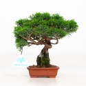 Juniperus chinensis - Juniper - 18 cm