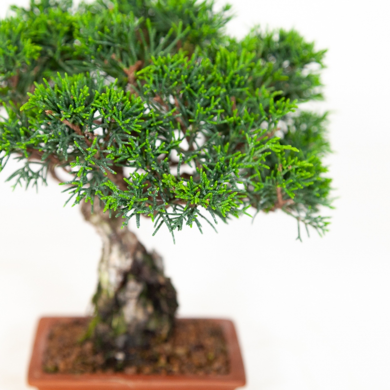 Juniperus chinensis - Juniper - 18 cm