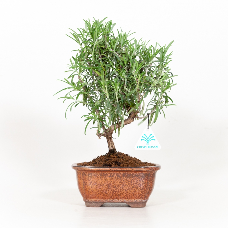 Rosmarinus officinalis - Rosmarino - 31 cm