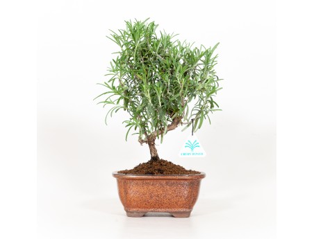 Rosmarinus officinalis - Rosemary - 31 cm