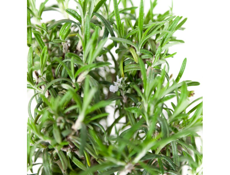Rosmarinus officinalis - Romarin - 31 cm
