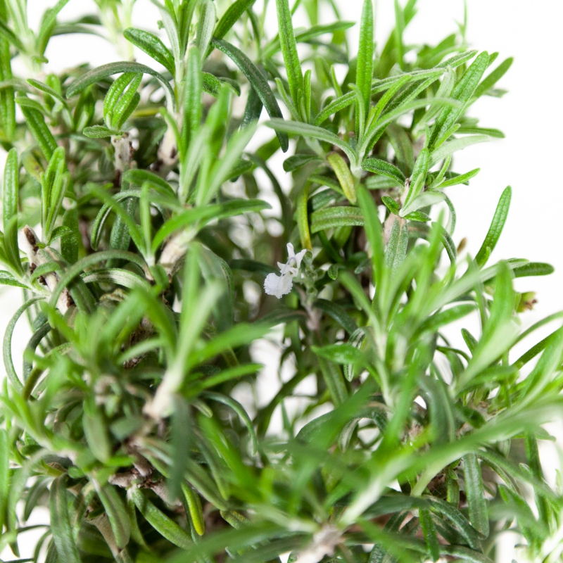 Rosmarinus officinalis - Rosmarino - 31 cm