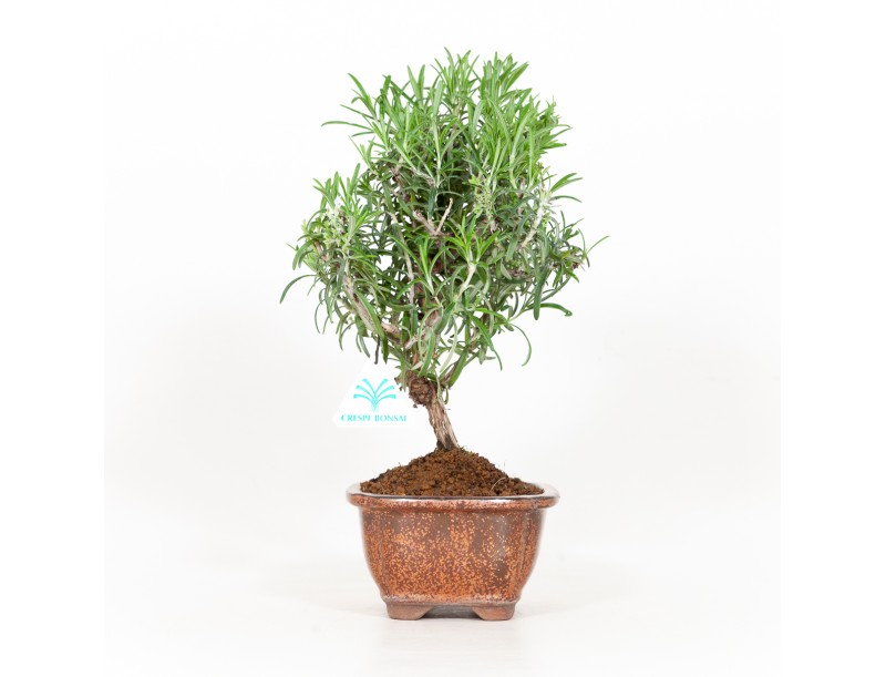 Rosmarinus officinalis - Romarin - 31 cm