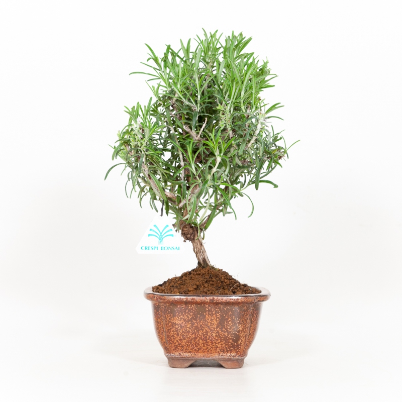 Rosmarinus officinalis - Rosmarino - 31 cm