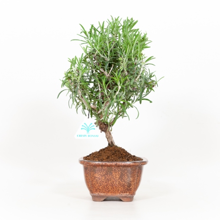 Rosmarinus officinalis - Rosemary - 31 cm