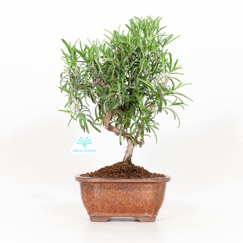 Rosmarinus officinalis - Romarin - 31 cm