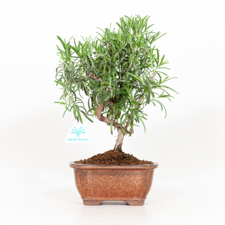 Rosmarinus officinalis - Rosmarino - 31 cm