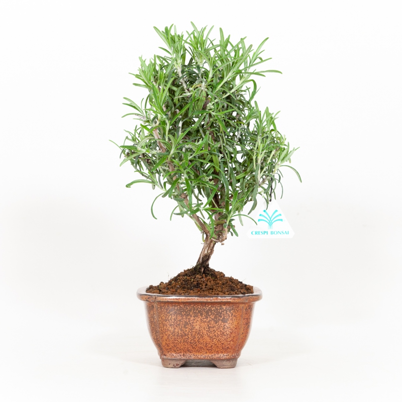Rosmarinus officinalis - Romarin - 31 cm