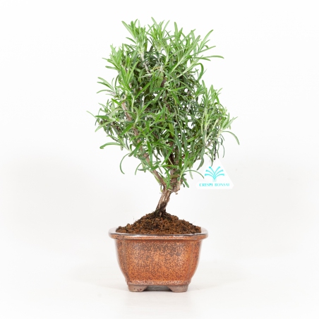 Rosmarinus officinalis - Romarin - 31 cm