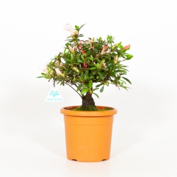 Rhododendron Indicum - Azalée - 31 cm