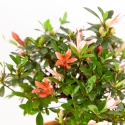 Rhododendron Indicum - Azalea - 31 cm
