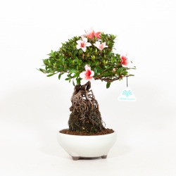 Rhododendron Indicum Hi-no-Maru - Azalea - 30 cm