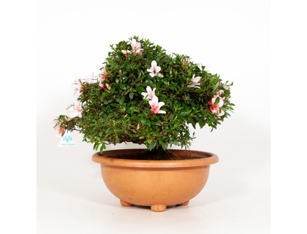 Rhododendron Indicum Hi-no-Maru - Azalée - 43 cm