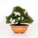 Rhododendron Indicum Hi-no-Maru - Azalea - 43 cm