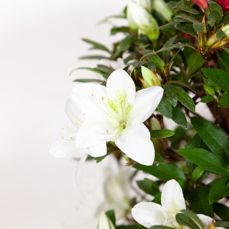 Rhododendron Indicum Chihiro - Azalée - 50 cm