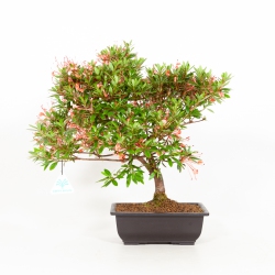 Rhododendron Indicum Karaito - Azalée - 38 cm