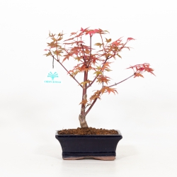 Acer palmatum Deshojo - acero - 28 cm