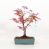 Acer palmatum deshojo - 35 cm