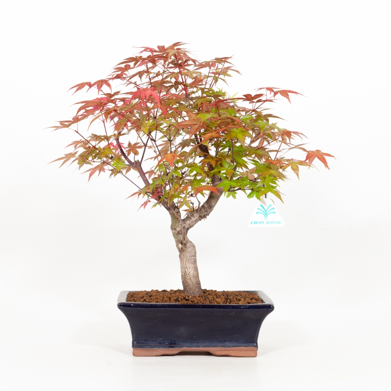 Acer palmatum deshojo - maple - 34 cm