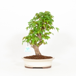 Acer buergerianum - Maple - 33 cm