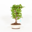 Acer buergerianum - Maple - 33 cm