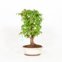 Acer buergerianum - Érable - 33 cm