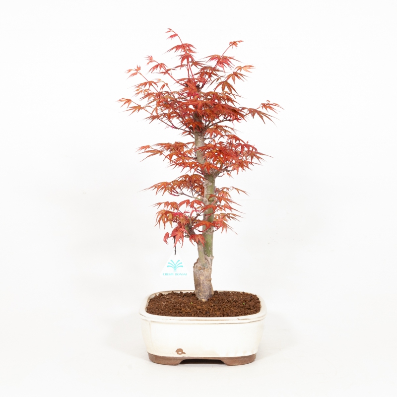 Acer palmatum Seigai - Érable - 44 cm