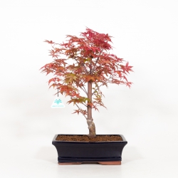 Acer palmatum deshojo - Maple - 39 cm